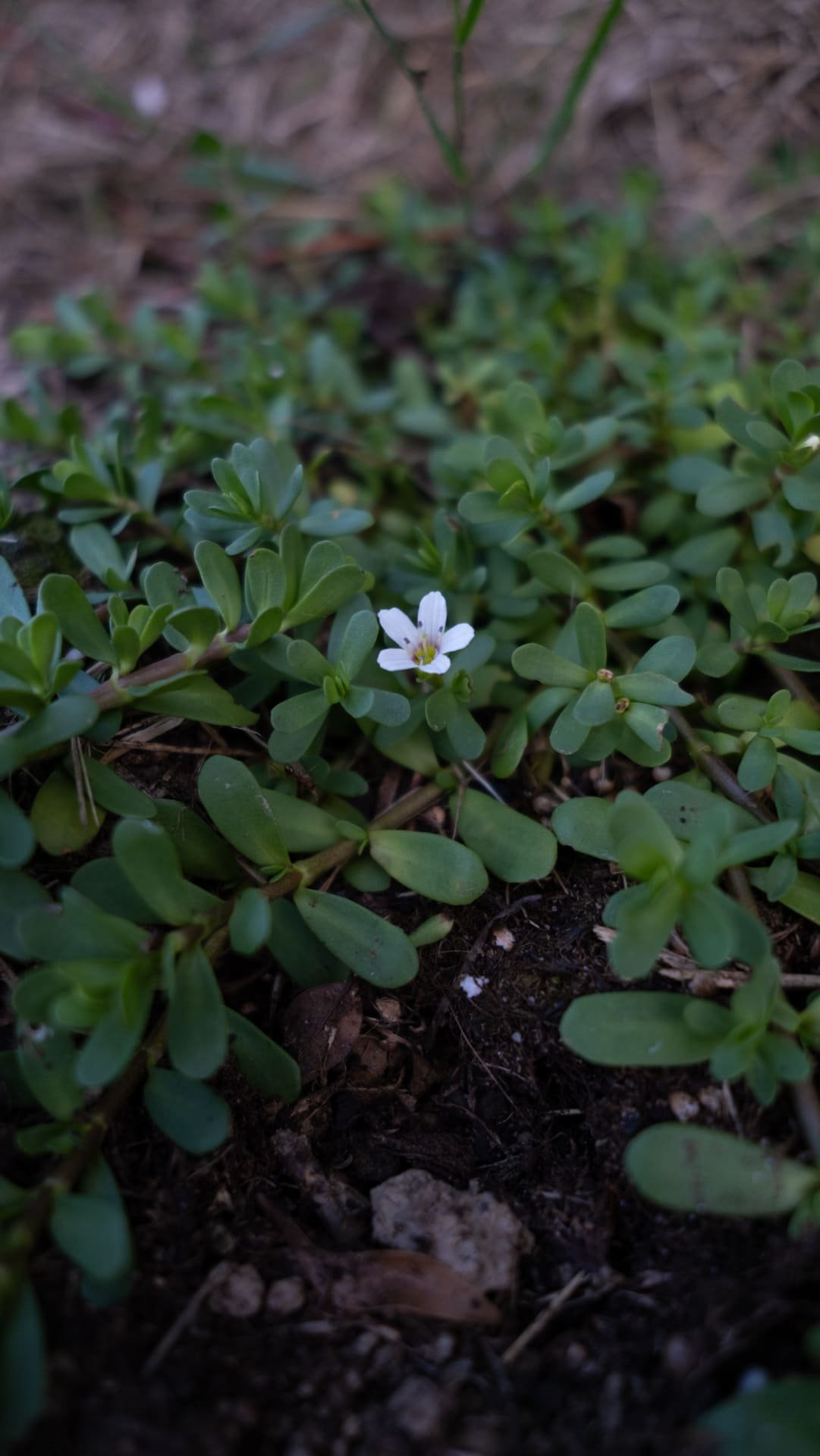Brahmi Bacopa Monnieri Plante Ayurveda Booster cérébral Complément Alimentaire Concentration