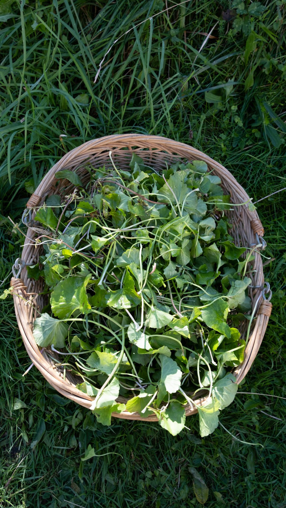 Gotu Kola Centella Asiatica plante ayurvédique pour la concentration