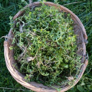 Bacopa Monnieri Plante Ayurvédique Booster cérébral Complément Alimentaire Concentration Elixir végétal cognitif Clarté mentale Mémoire Complexe Nootropique