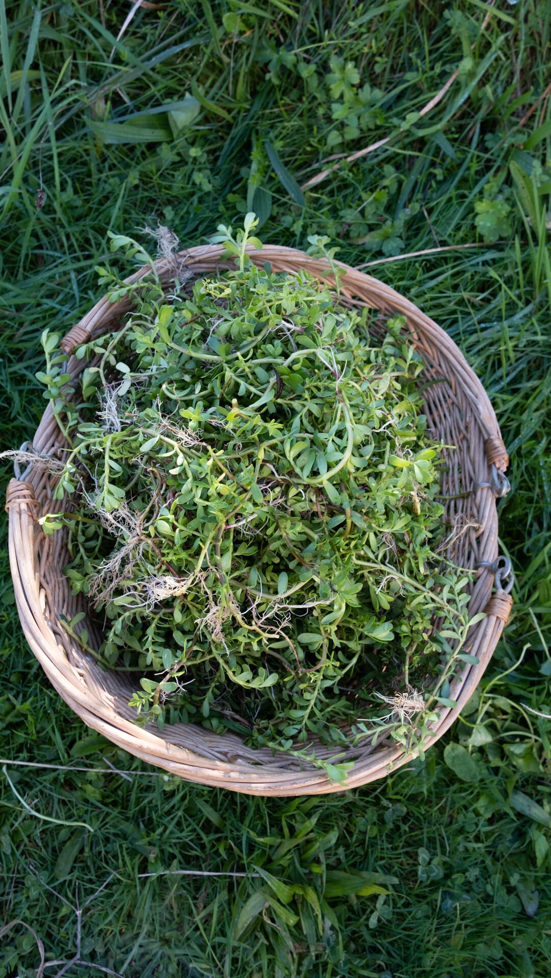 Brahmi Bacopa Monnieri plante ayurvédique pour la concentration
