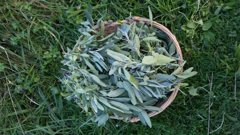 Sauge officinale Salvia Officinalis Plante médicinale