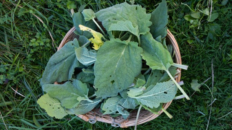 Sauge sclarée Salvia Sclarea Plante médicinale