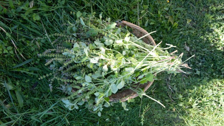 Tulsi Basilic Sacré Plante médicinale ayurvédique