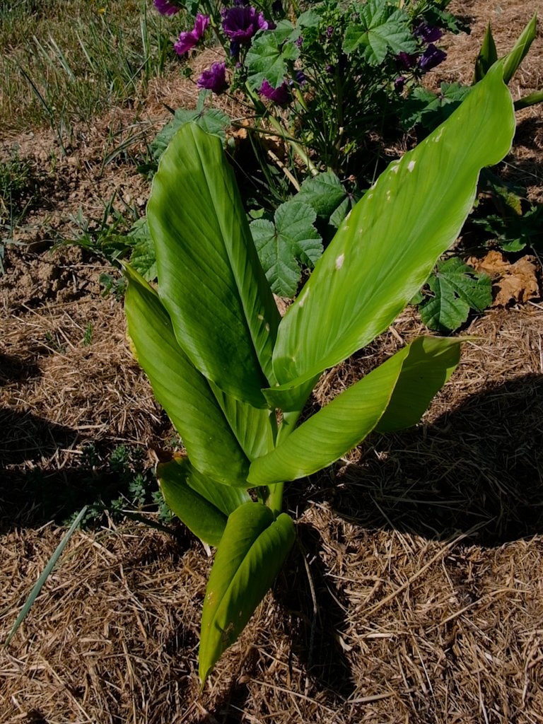 Curcuma Cycle féminin Anti-anxiété Dépression Immunité