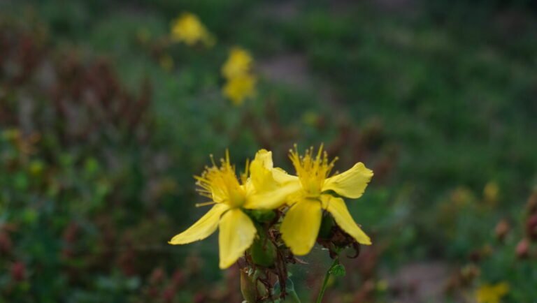Millepertuis Anxiété Angoisses Dépression Antidépresseur naturel