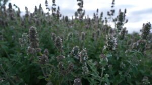 Mao Bo He cycle féminin menstruel angoisses anxiété apaisant