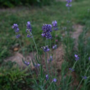 Lavande Détente Sommeil Insomnie