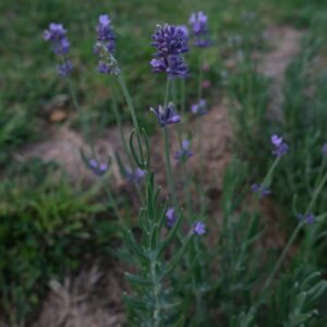 Lavande Détente Sommeil Insomnie