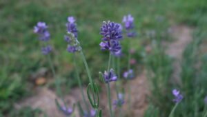 Lavande Détente Sommeil Insomnie