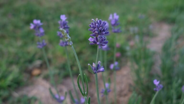 Lavande Détente Sommeil Insomnie