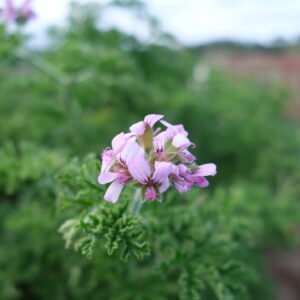 Geranium Rosat Détente Relaxation Huile de CBD Relax