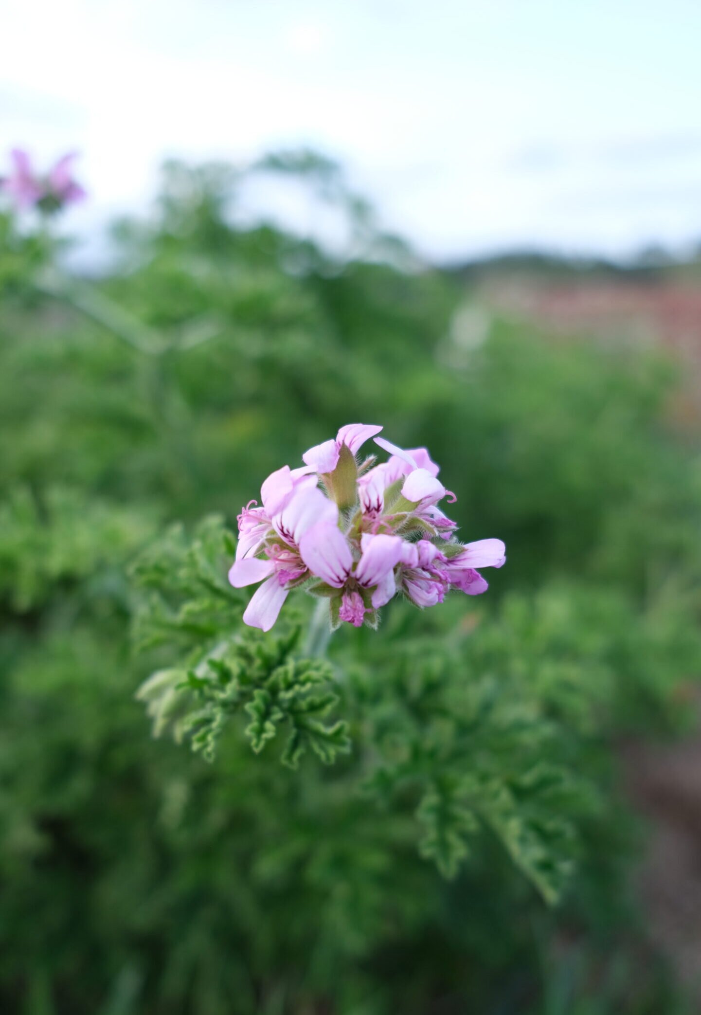 Geranium Rosat Détente Relaxation Huile de CBD Relax