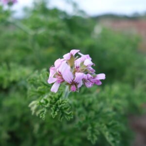 Geranium Rosat Détente Relaxation Huile de CBD Relax