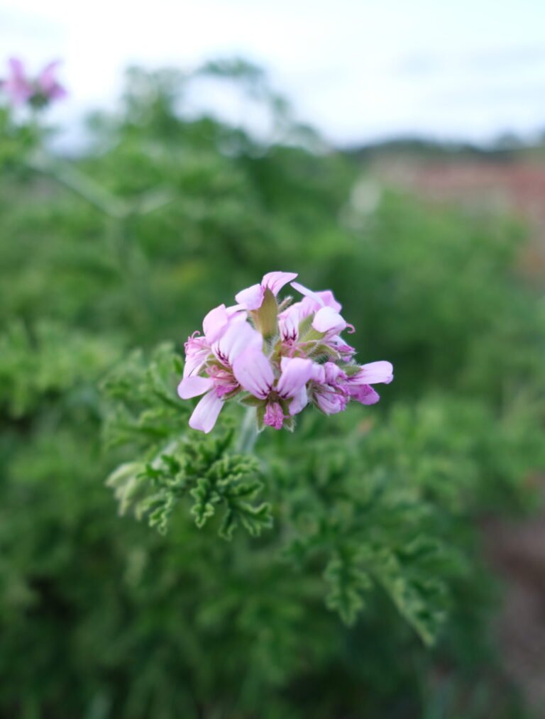 Geranium Rosat Détente Relaxation Huile de CBD Relax