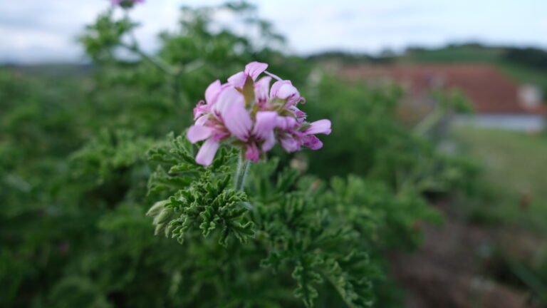 Geranium Rosat Détente Relaxation Huile de CBD Relax