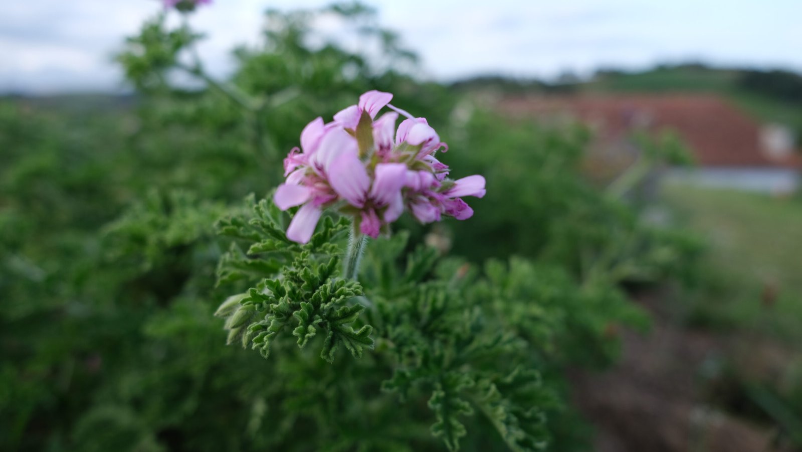 Geranium Rosat Détente Relaxation Huile de CBD Relax