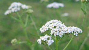 Achillée Millefeuille Milenrama Cycle féminin anti-inflammatoire rééquilibrage hormonal douleurs de règle cycle irrégulier