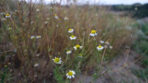 Camomille matricaire Détente Relaxation Huile de CBD Relax