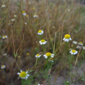 Camomille matricaire Détente Relaxation Huile de CBD Relax