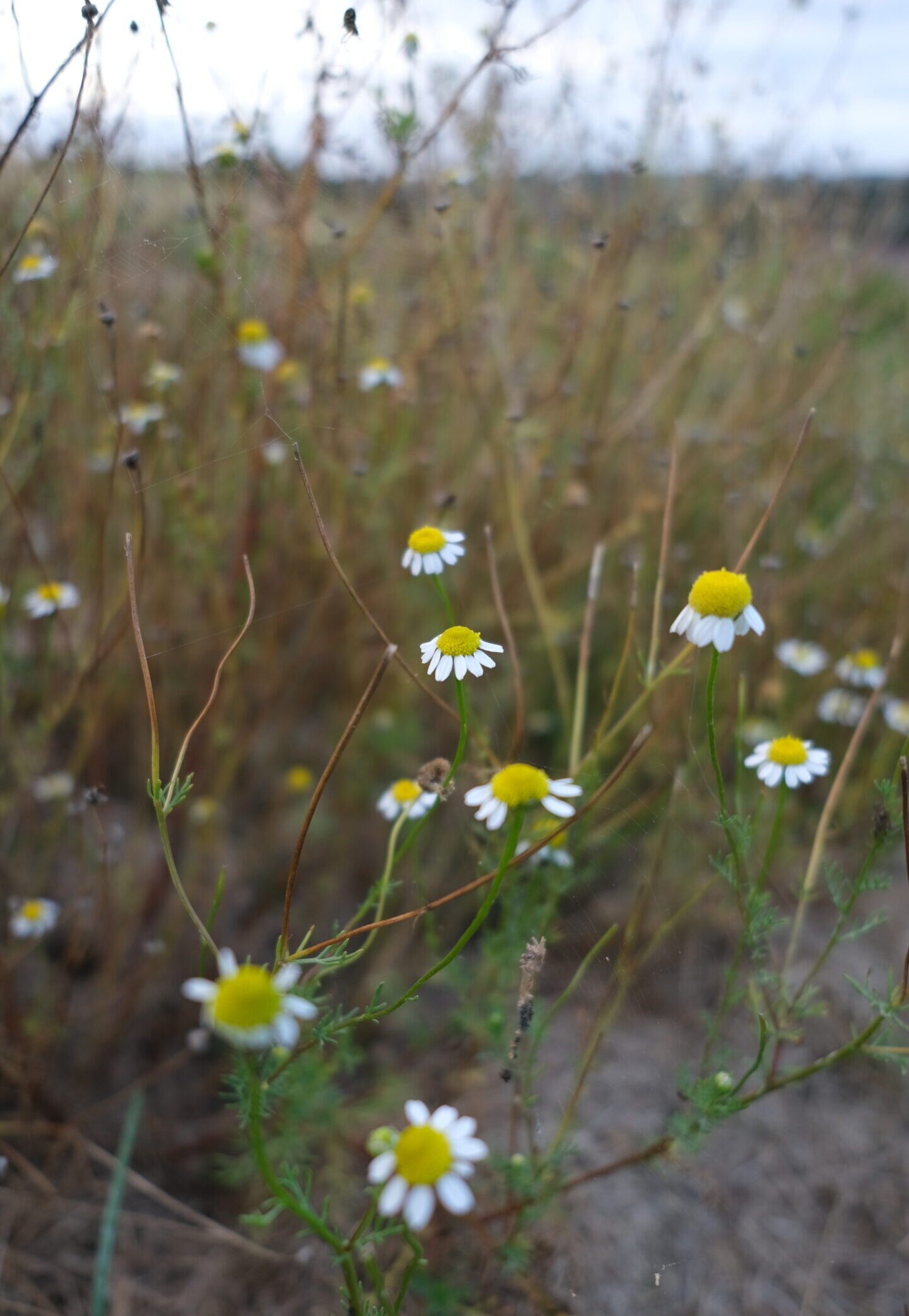 Camomille matricaire Détente Relaxation Huile de CBD Relax