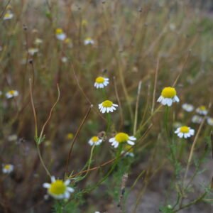 Camomille matricaire Détente Relaxation Huile de CBD Relax