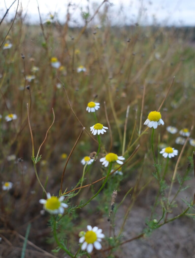 Camomille matricaire Détente Relaxation Huile de CBD Relax