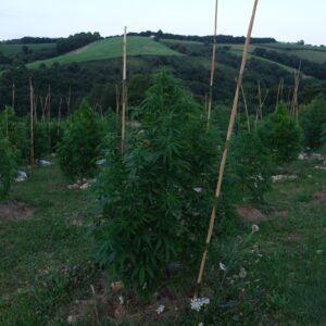 CBD Chanvre indien Cannabis Sativa Equilibre intérieur Détente Récupération Relachement musculaire Harmonie Douleurs Anti-inflammatoire