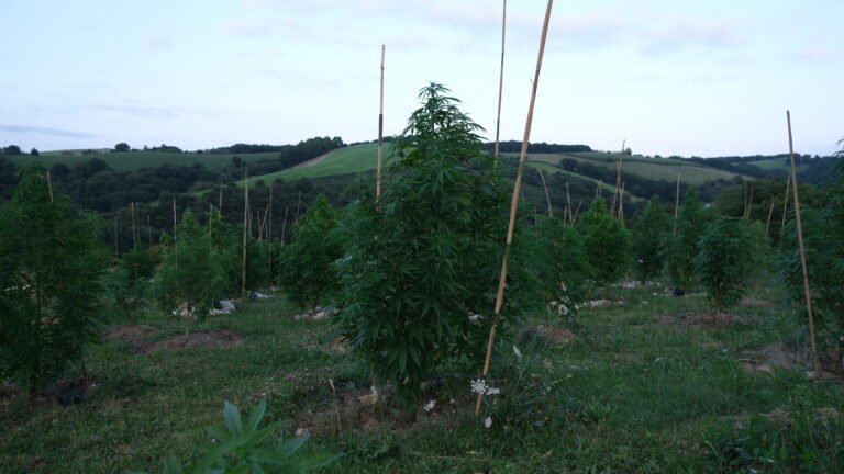 CBD Chanvre indien Cannabis Sativa Equilibre intérieur Détente Récupération Relachement musculaire Harmonie Douleurs Anti-inflammatoire