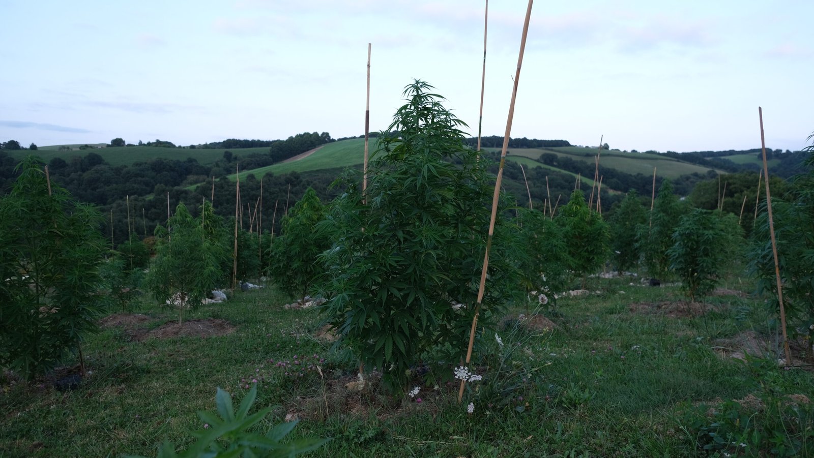 CBD Chanvre indien Cannabis Sativa Equilibre intérieur Détente Récupération Relachement musculaire Harmonie Douleurs Anti-inflammatoire