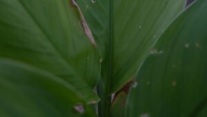 Curcuma Anti-dépresseur cycle féminin immunité