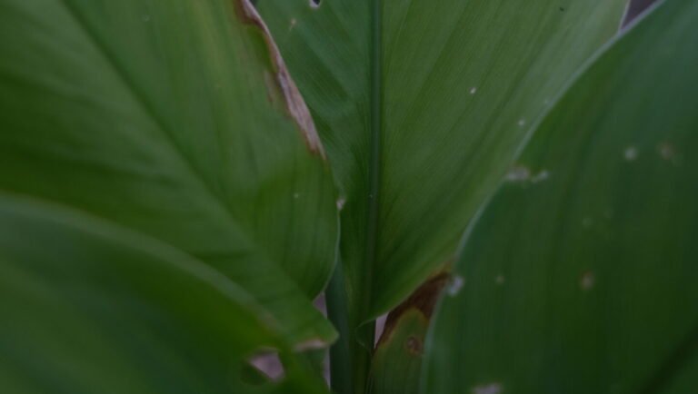 Curcuma Anti-dépresseur cycle féminin immunité