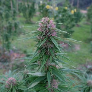 CBD Chanvre indien Cannabis Sativa Equilibre intérieur Détente Récupération Relachement musculaire Harmonie Douleurs Anti-inflammatoire