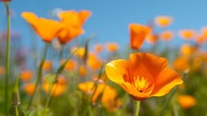 Pavot de Californie Eschscholzia californica Plante du sommeil naturel, insomnie, nuit réparatrice, réveils nocturnes