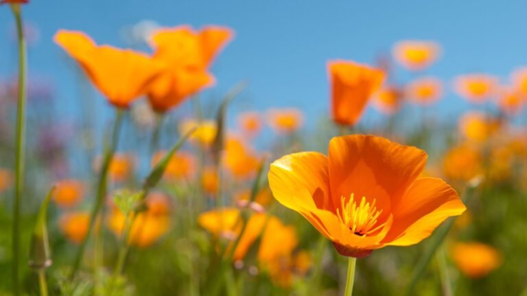 Pavot de Californie Eschscholzia californica Plante du sommeil naturel, insomnie, nuit réparatrice, réveils nocturnes