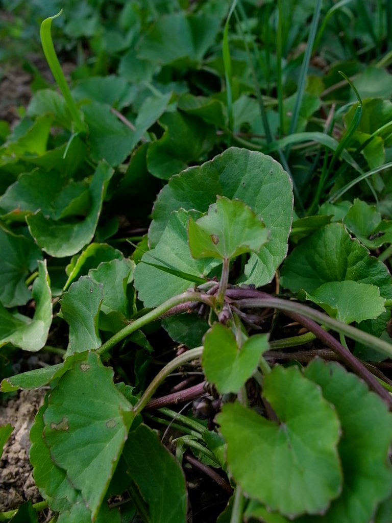 Gotu Kola Centella Asiatica Concentration Focus Adaptogène Anti-stress Longévité