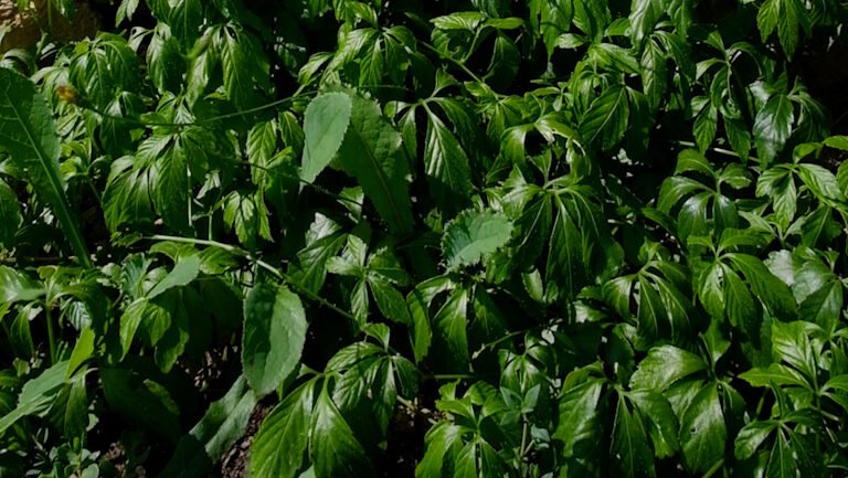 Jiaogulan Herbe de l'immortalité Adaptogène Concentration Nootropique Cycle féminin Ginseng féminin