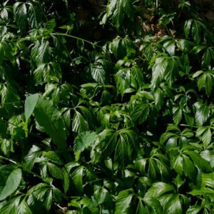 Jiaogulan Herbe de l'immortalité Adaptogène Concentration Nootropique Cycle féminin Ginseng féminin