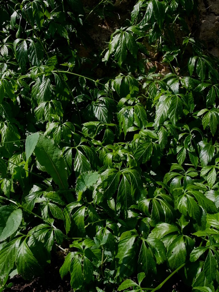 Jiaogulan Herbe de l'immortalité Adaptogène Concentration Nootropique Cycle féminin Ginseng féminin
