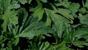 Cycle féminin règles douloureuses rééquilibrage hormonal endométriose sopk syndrome prémenstruel SPM