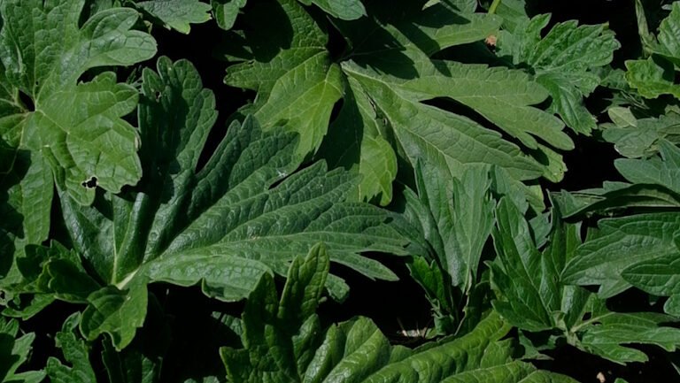 Cycle féminin règles douloureuses rééquilibrage hormonal endométriose sopk syndrome prémenstruel SPM