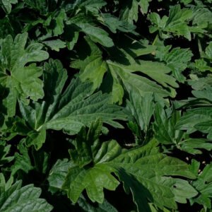 Yi Mu Cao Motherwort Cycle féminin