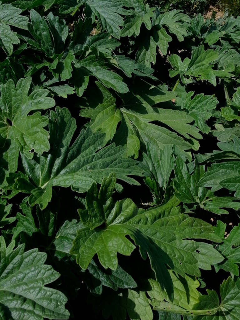 Yi Mu Cao Motherwort Cycle féminin