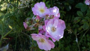 rose Elixir aphrodisiaque philtre d'amour, coeur, amour de soi, confiance, huile de cbd, cycle féminin, harmonisant