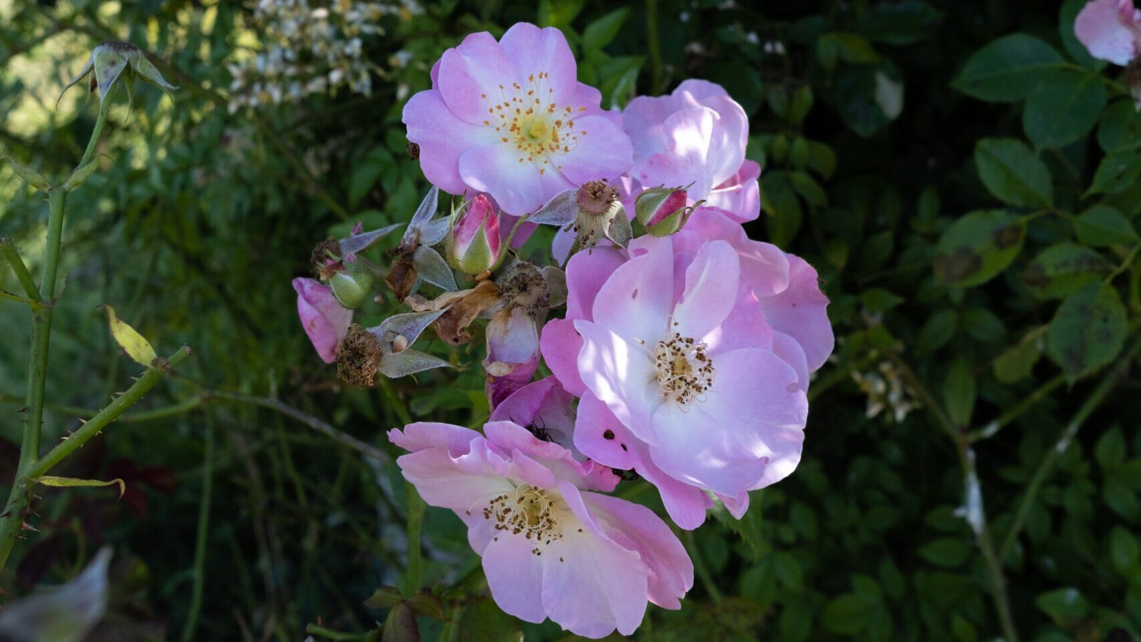 rose Elixir aphrodisiaque philtre d'amour, coeur, amour de soi, confiance, huile de cbd, cycle féminin, harmonisant