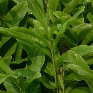 Digestion Tonus Anti-fatigue Aphrodisiaque