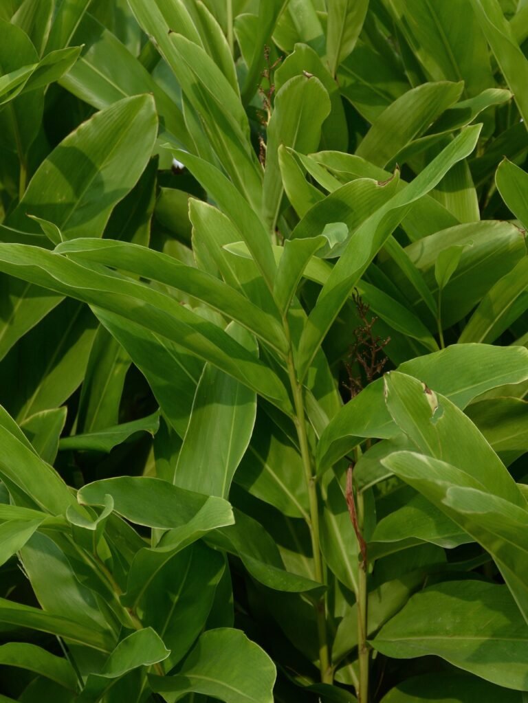 Digestion Tonus Anti-fatigue Aphrodisiaque