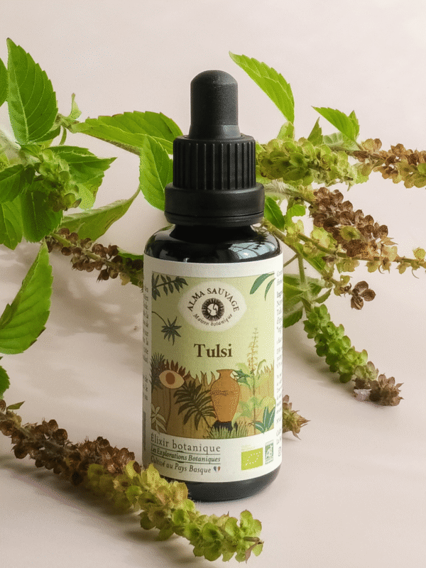 Extrait pur de Tulsi • Cultivé au Pays Basque • Macéré en amphore