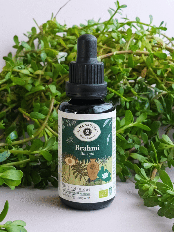 Extrait pur de Brahmi (Bacopa) • Cultivé au Pays Basque • Macéré en amphore