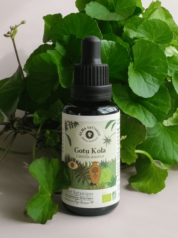 Extrait pur de Gotu Kola (Centella asiatica) • Cultivé au Pays Basque • Macéré en amphore